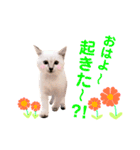 ねこすた・シャムミックス猫バージョン（個別スタンプ：1）