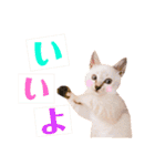 ねこすた・シャムミックス猫バージョン（個別スタンプ：4）