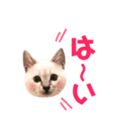 ねこすた・シャムミックス猫バージョン（個別スタンプ：5）