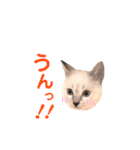 ねこすた・シャムミックス猫バージョン（個別スタンプ：6）