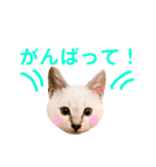 ねこすた・シャムミックス猫バージョン（個別スタンプ：8）