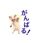 ねこすた・シャムミックス猫バージョン（個別スタンプ：9）