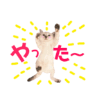 ねこすた・シャムミックス猫バージョン（個別スタンプ：10）