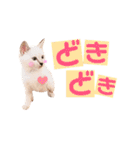 ねこすた・シャムミックス猫バージョン（個別スタンプ：11）