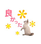 ねこすた・シャムミックス猫バージョン（個別スタンプ：12）