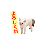 ねこすた・シャムミックス猫バージョン（個別スタンプ：13）
