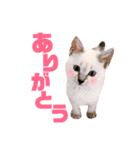 ねこすた・シャムミックス猫バージョン（個別スタンプ：15）