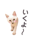 ねこすた・シャムミックス猫バージョン（個別スタンプ：16）