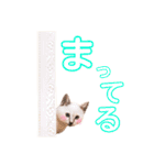 ねこすた・シャムミックス猫バージョン（個別スタンプ：17）