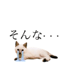 ねこすた・シャムミックス猫バージョン（個別スタンプ：18）