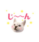 ねこすた・シャムミックス猫バージョン（個別スタンプ：20）