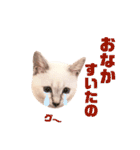 ねこすた・シャムミックス猫バージョン（個別スタンプ：21）