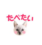 ねこすた・シャムミックス猫バージョン（個別スタンプ：22）