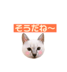 ねこすた・シャムミックス猫バージョン（個別スタンプ：23）