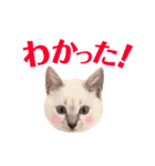 ねこすた・シャムミックス猫バージョン（個別スタンプ：25）