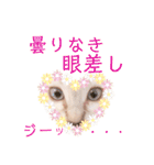 ねこすた・シャムミックス猫バージョン（個別スタンプ：27）