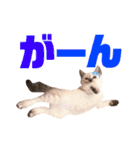 ねこすた・シャムミックス猫バージョン（個別スタンプ：28）