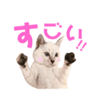ねこすた・シャムミックス猫バージョン（個別スタンプ：29）
