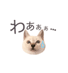 ねこすた・シャムミックス猫バージョン（個別スタンプ：31）