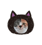 まゆげちゃんキャッツ（個別スタンプ：6）