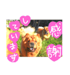 チャウ日和5（個別スタンプ：5）