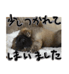 チャウ日和5（個別スタンプ：11）