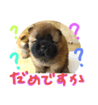 チャウ日和5（個別スタンプ：12）