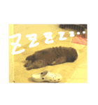 チャウ日和5（個別スタンプ：13）