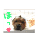チャウ日和5（個別スタンプ：14）