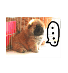 チャウ日和5（個別スタンプ：15）