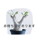 エキゾチックプランツのスタンプ（個別スタンプ：8）