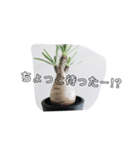 エキゾチックプランツのスタンプ（個別スタンプ：12）