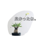 エキゾチックプランツのスタンプ（個別スタンプ：13）