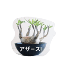 エキゾチックプランツのスタンプ（個別スタンプ：16）