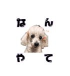 うちのバニラちゃん（個別スタンプ：3）