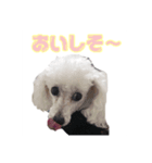 うちのバニラちゃん（個別スタンプ：4）