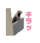うちのバニラちゃん（個別スタンプ：5）
