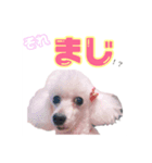うちのバニラちゃん（個別スタンプ：7）