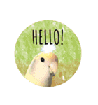コザクラインコ ふき vol.1（個別スタンプ：1）