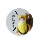 コザクラインコ ふき vol.1（個別スタンプ：2）