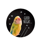 コザクラインコ ふき vol.1（個別スタンプ：3）