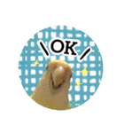 コザクラインコ ふき vol.1（個別スタンプ：5）