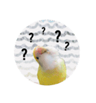 コザクラインコ ふき vol.1（個別スタンプ：6）