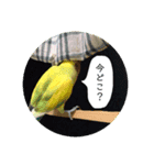 コザクラインコ ふき vol.1（個別スタンプ：7）