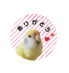 コザクラインコ ふき vol.1（個別スタンプ：9）