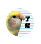 コザクラインコ ふき vol.1（個別スタンプ：10）