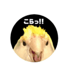 コザクラインコ ふき vol.1（個別スタンプ：11）