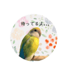 コザクラインコ ふき vol.1（個別スタンプ：15）