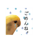 コザクラインコ ふき vol.1（個別スタンプ：16）