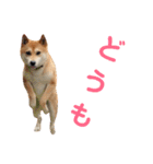 ソラマメタロウ40（個別スタンプ：1）